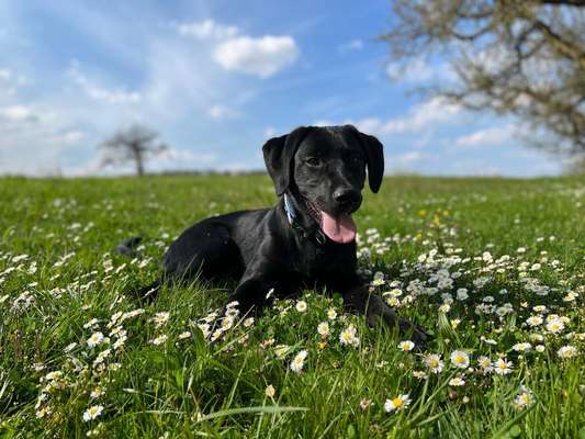 Hundetreffen-Gassi und spielen-Bild