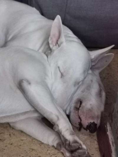 Miniatur Bull Terrier-Beitrag-Bild