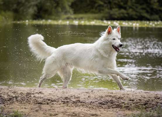 Weiße Schweizer Schäferhunde-Beitrag-Bild