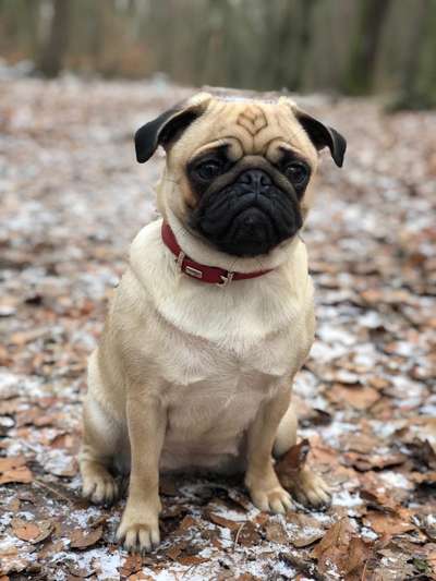 Welpenfotos-Beitrag-Bild