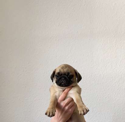 Welpenfotos-Beitrag-Bild