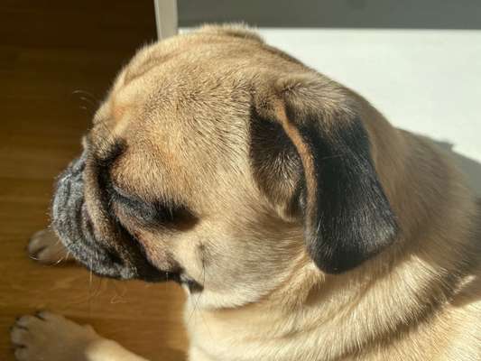 Brachycephale Hunderassen-Beitrag-Bild