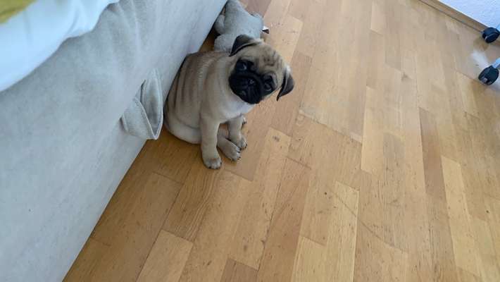 Welpenfotos-Beitrag-Bild