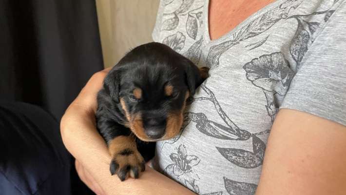 Welpen Bilder !-Beitrag-Bild