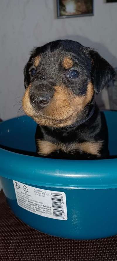 Welpen Bilder !-Beitrag-Bild