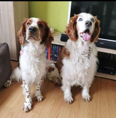 Springer Spaniel-Beitrag-Bild