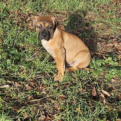 Hundetreffen-Spielkamerad gesucht-Bild