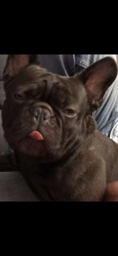 Fotochallenge Nr. 59 - Mein Hund zeigt die Zunge-Beitrag-Bild