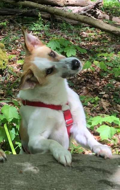 Tierschutzhunde suchen ein Zuhause-Beitrag-Bild