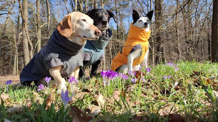 TierschutzhundeStammtisch🐕-Beitrag-Bild