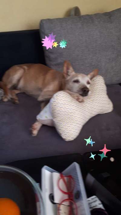 Nasenarbeit / Schnüffelspiele-Beitrag-Bild