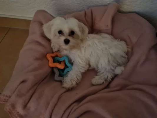 Vom Welpen zum Hund-Beitrag-Bild