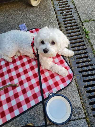 Vom Welpen zum Hund-Beitrag-Bild