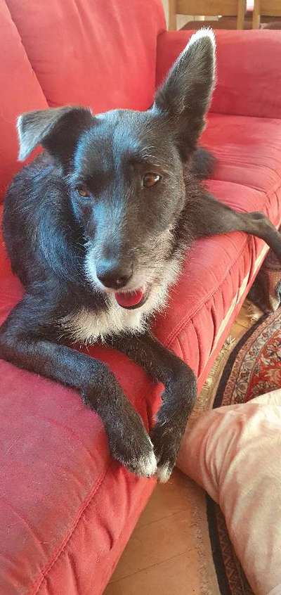 Auslandstierschutz-Beitrag-Bild