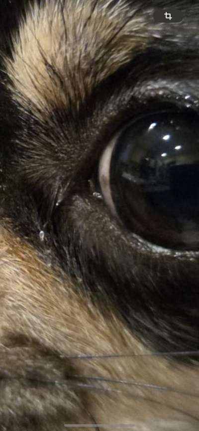 Frage zu braunem Fleck im Auge des Hundes-Beitrag-Bild