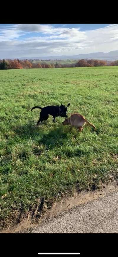 Hundetreffen-Austoben / Spaziergang-Bild