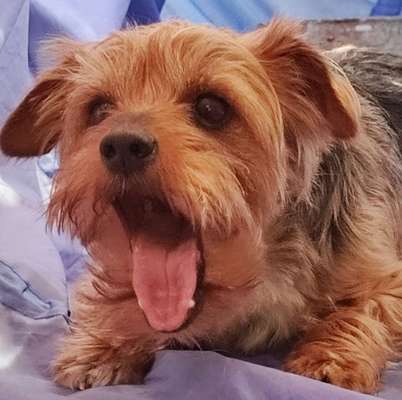 Top Dog-der Live Ticker Thread-Beitrag-Bild