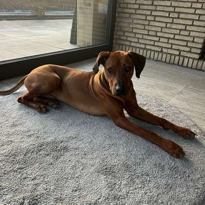 Hundetreffen-Treffen zum Spielen ( Rhodesian Ridgeback)-Bild