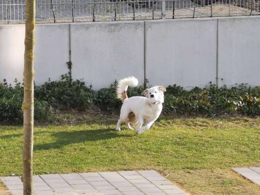 Hundetreffen-Hundespielgruppe Bergedorf-Bild