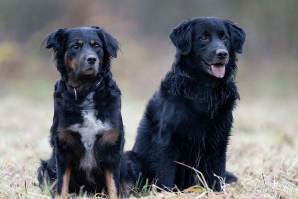 Postet das beste Foto von euren 4 beinern-Beitrag-Bild