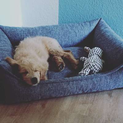 Welpen Bilder !-Beitrag-Bild