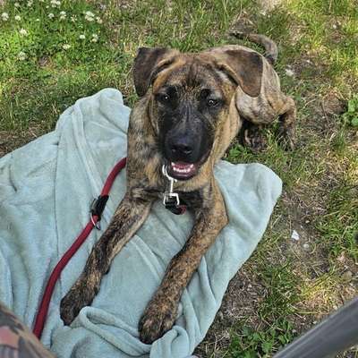 Hundetreffen-Gassi runde im hardter Wald-Bild