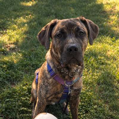 Hundetreffen-Gemeinsame Gassi/Spiel runden-Bild