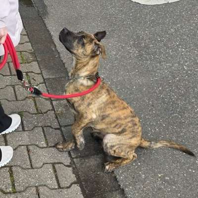 Hundetreffen-Gassi/spiele runde an/im hardter Wald-Bild