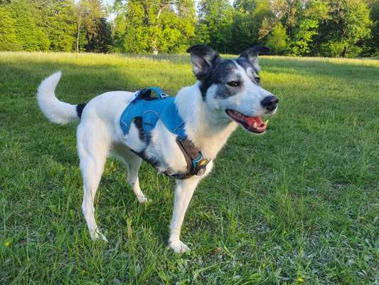 Auslandstierschutz-Beitrag-Bild