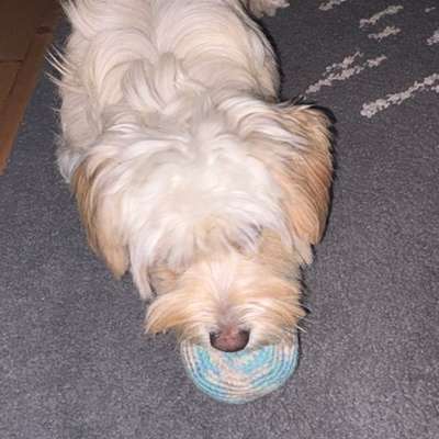 Mit oder ohne Unterfell?-Beitrag-Bild