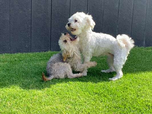 Dogorama Photo Challenge - Spielgesicht-Beitrag-Bild