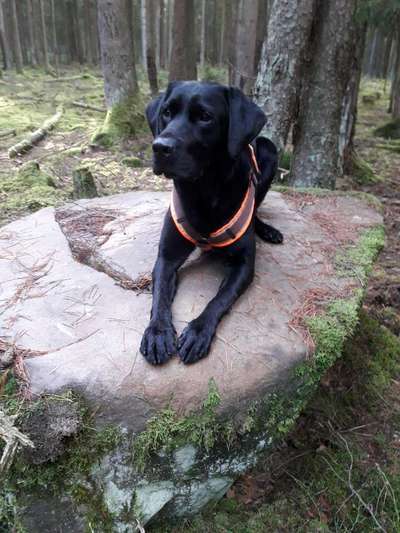 Labradorfans-Beitrag-Bild