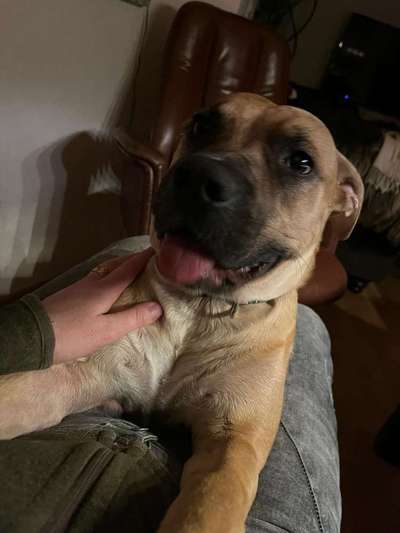 Mischlinge raten - Rätselspaß-Beitrag-Bild