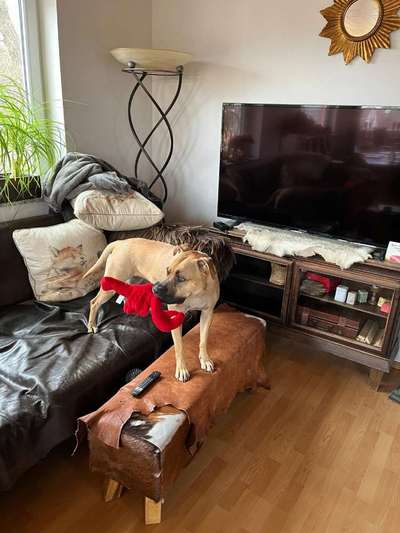 Mischlinge raten - Rätselspaß-Beitrag-Bild