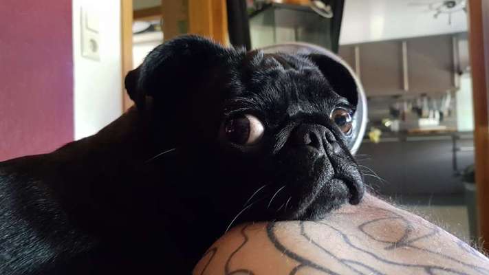 Fotochallange Nr. 57     PORTRÄT.   Beendet!!!!!!!!-Beitrag-Bild