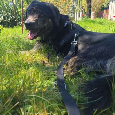 Hundetreffen-Gassirunde in Chemnitz-Bild