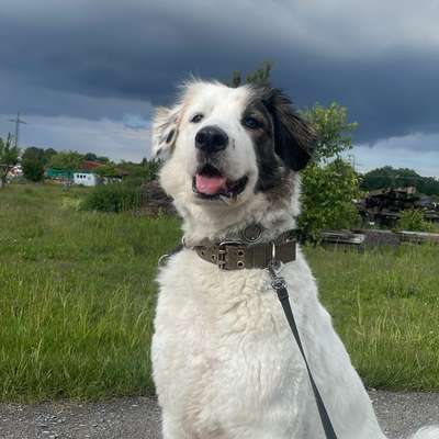 Hundetreffen-Gassi Runden 🐶-Bild