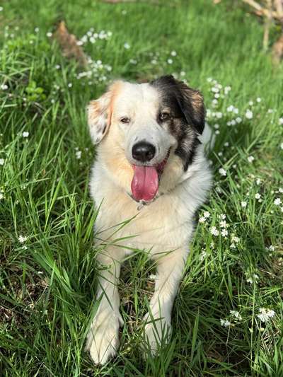 Hundetreffen-Social Walk / Training-Bild