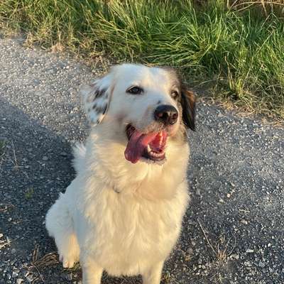 Hundetreffen-Hundefreunde gesucht 🐾-Bild