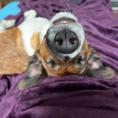 Dogorama Photo Challenge - Einmal lächeln bitte-Beitrag-Bild