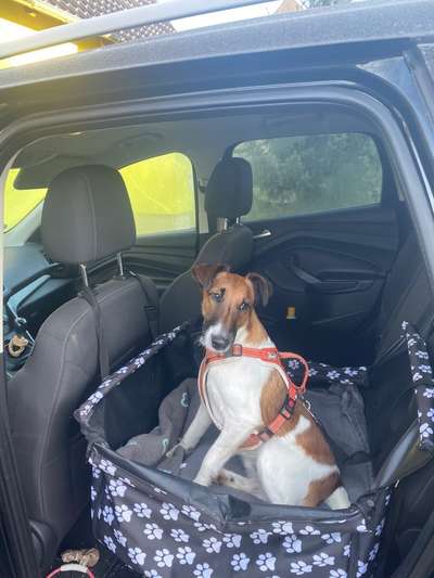 FOTOCHALLENGE 70 - Dein Hund im Auto-Beitrag-Bild