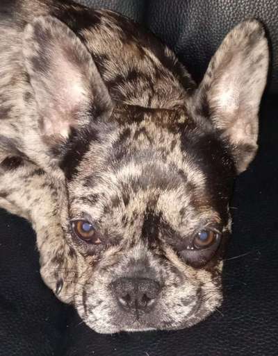 Französische Bulldoggen-Beitrag-Bild