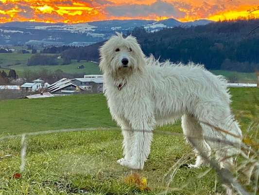 Gibts hier Mioritic Besitzer?-Beitrag-Bild