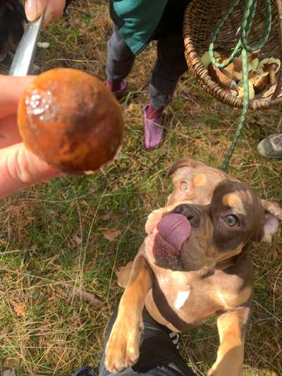 Dogorama Photo Challenge - Pilze-Beitrag-Bild