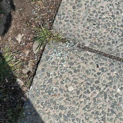 Giftköder-vermutlich Gift (Schneckenkorn?)-Bild