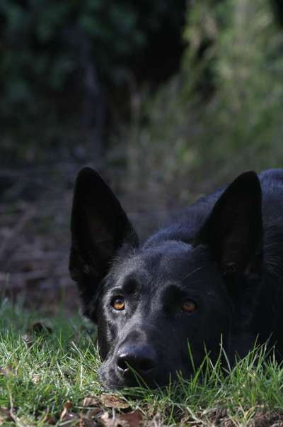Schäferhund-Beitrag-Bild