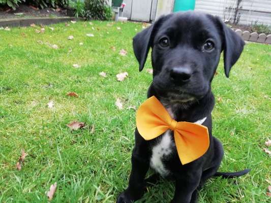 Welpen Bilder !-Beitrag-Bild