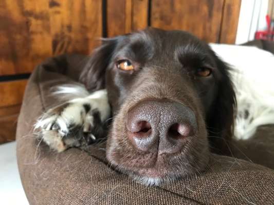 Zeigt mir die tollste Nahaufnahme von eurer Fellnase-Beitrag-Bild