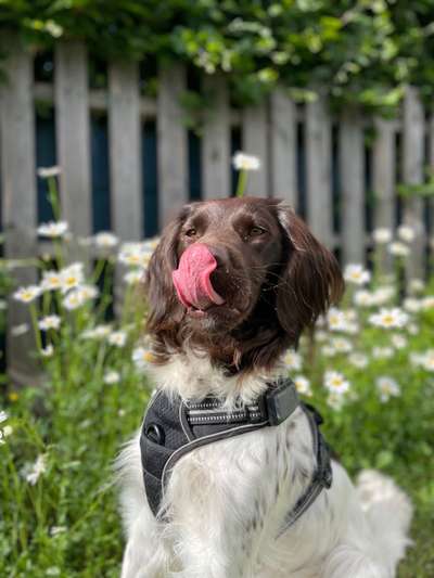 Tongue Out Tuesday-Beitrag-Bild