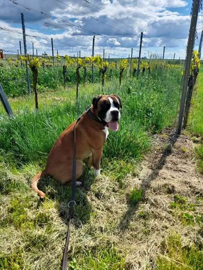 Die Dogorama Monats Challenge "Es grünt und blüht"-Beitrag-Bild